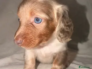 Miniature Dachshund dogs Adorable long haired miniature dachshund - Advert 8