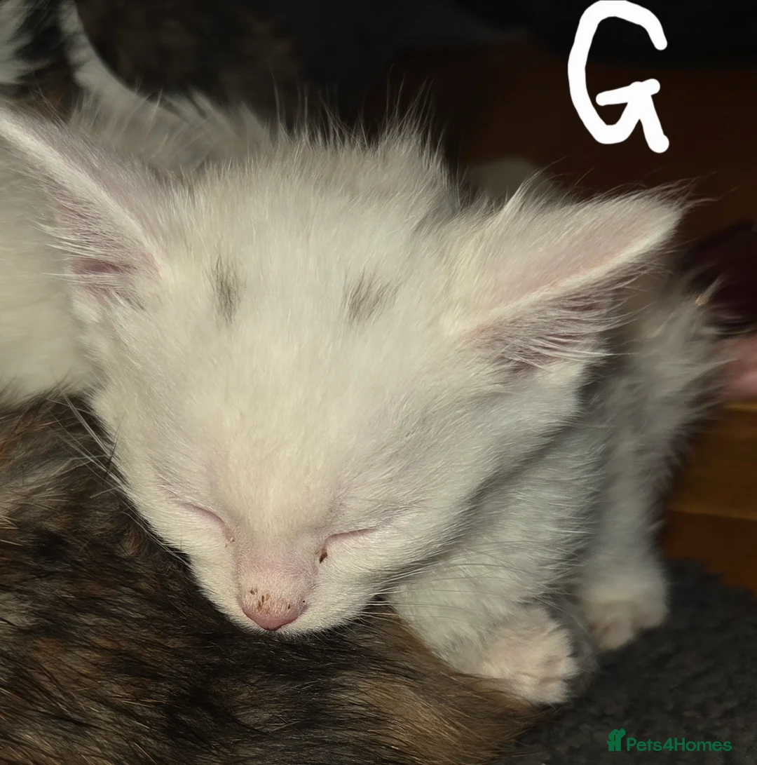 Mixed Breed cats for sale: Kittens  - Advert 15