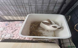 Rex rabbits for sale: Rex female ready to go immediately  - Image 2