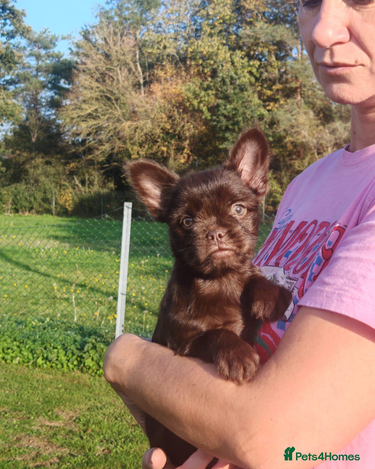 French Bulldog dogs for sale: French Bulldog Cross Affenpinscher - Advert 1