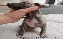 Whippet dogs for sale: *LAST MALE PUPPY* Beautiful KC Registered Puppies - Image 10