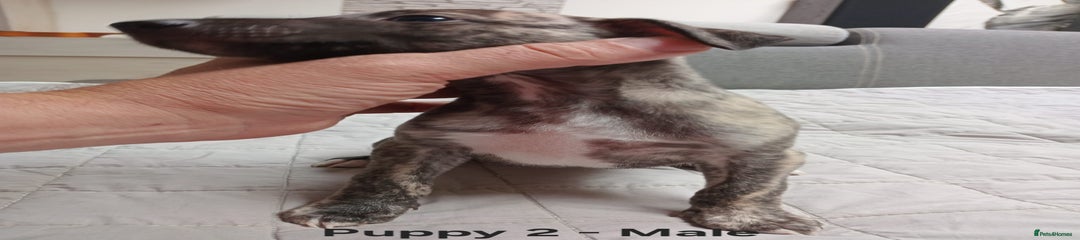 Whippet Puppy 2