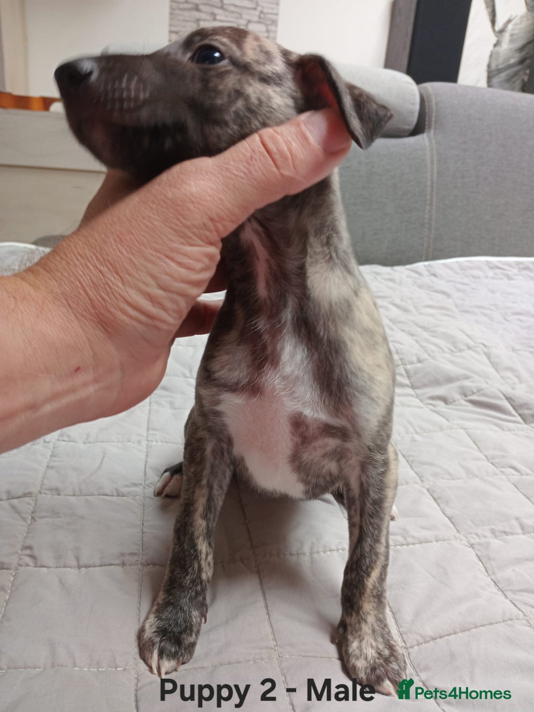 Whippet dogs for sale: *LAST MALE PUPPY* Beautiful KC Registered Puppies - Image 10