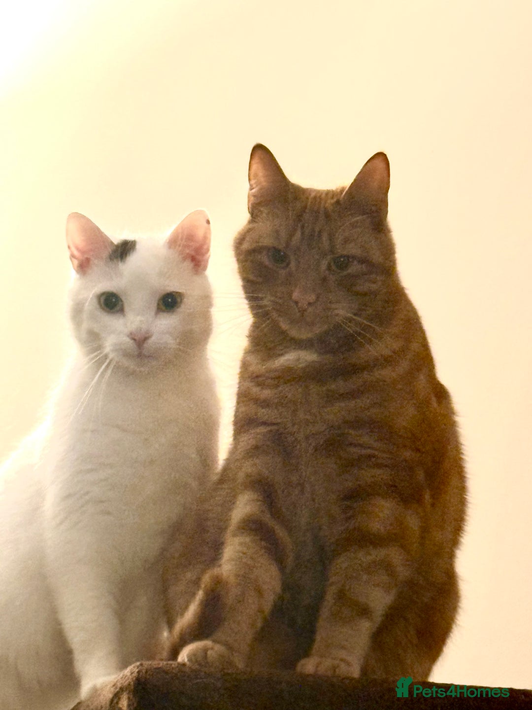 Mixed Breed cats for sale: Cats  - Advert 2