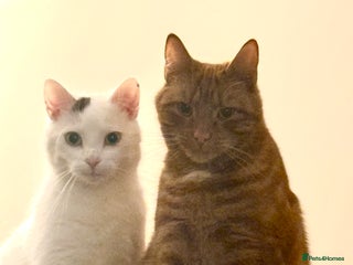 Mixed Breed cats Cats - Advert 1