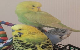 Budgerigars birds for sale: Budgies for sale - Image 3