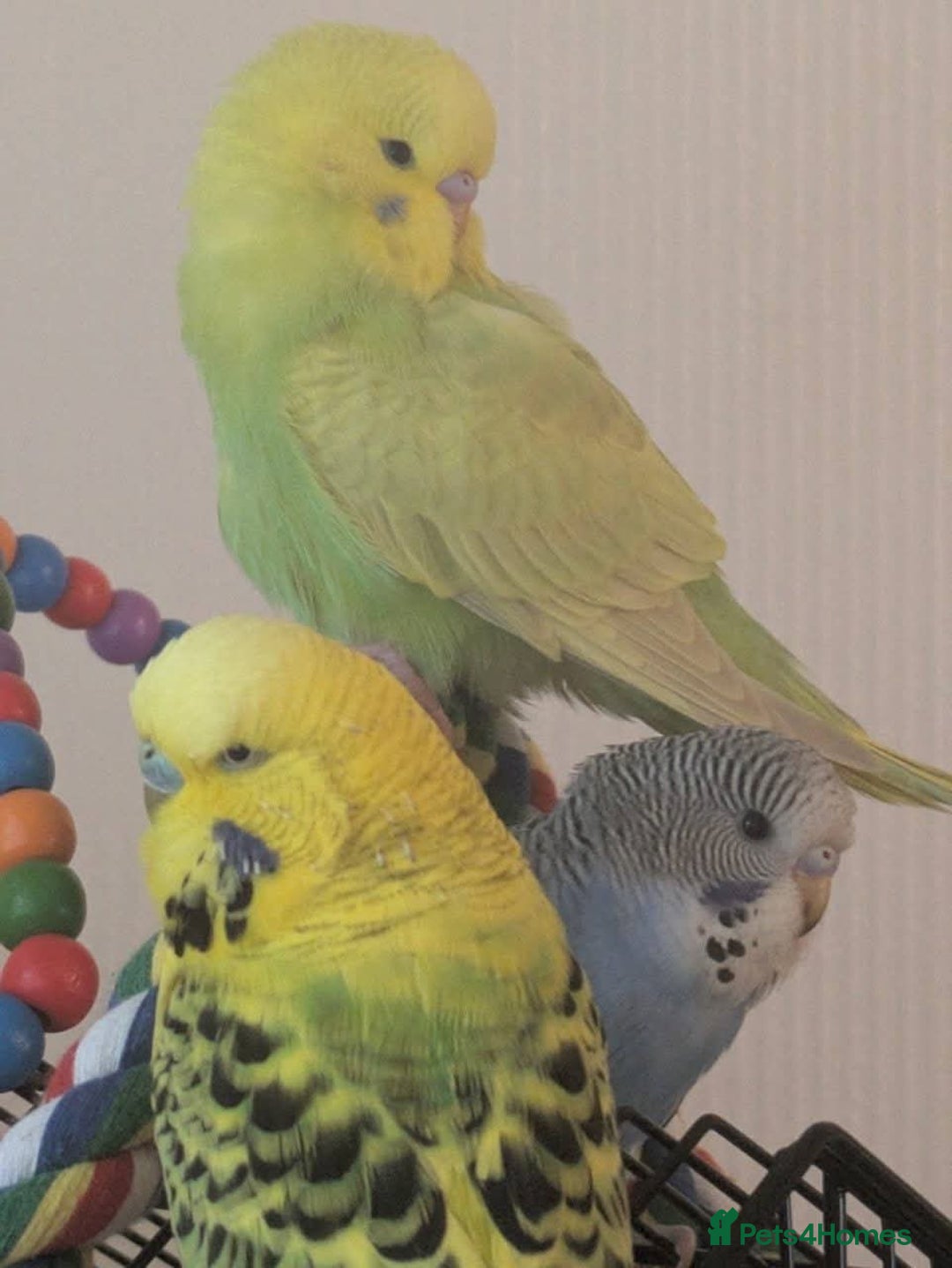 Budgerigars birds for sale: Budgies for sale - Image 3