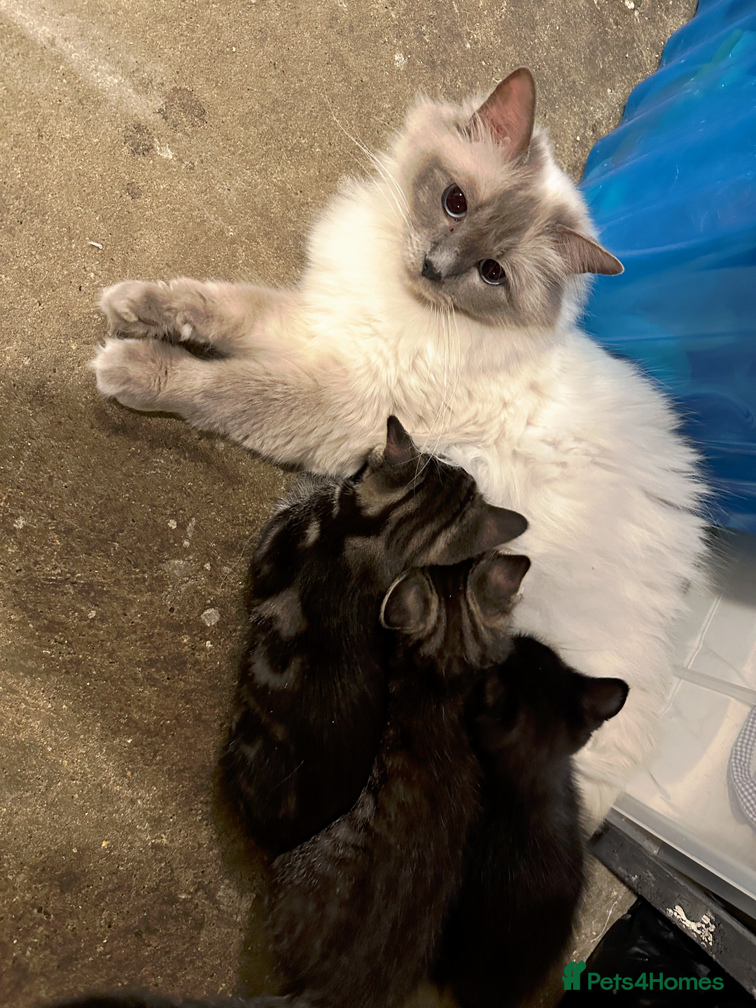 Ragdoll cats for sale: Two Grogeous Ragdoll cross boys - Image 6