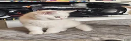 British Shorthair cats for sale: BSH and BLH - Advert 24