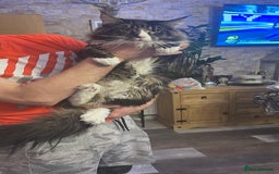 Maine Coon cats for sale: Maine coon mix - Image 12