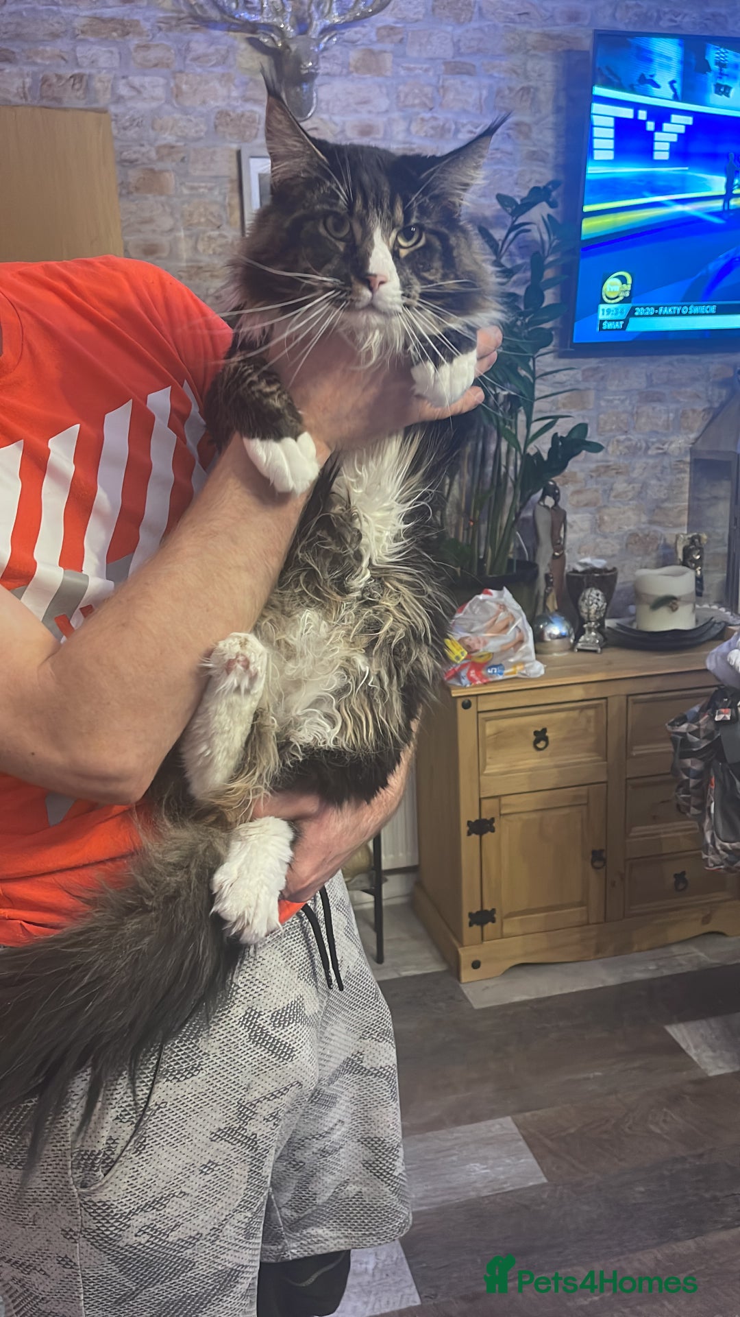 Maine Coon cats for sale: Maine coon mix - Image 12