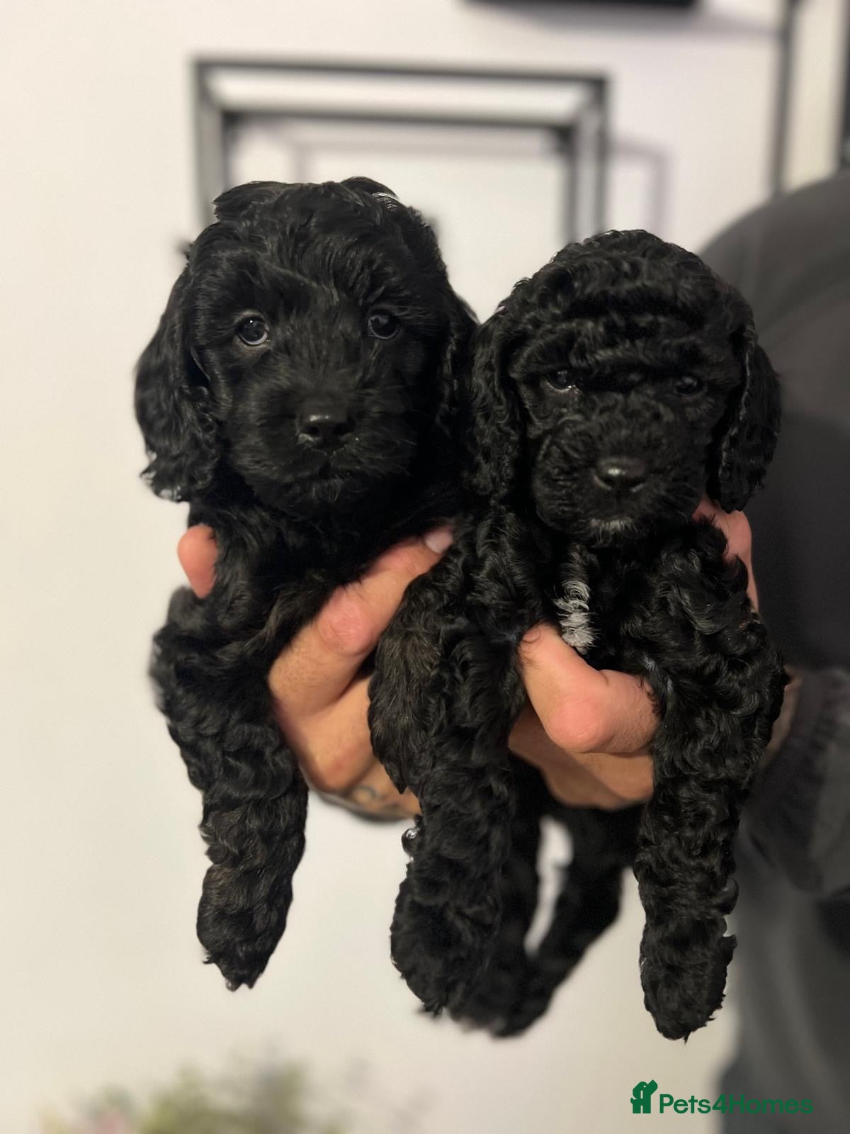 Cockapoo dogs Gorgeous miniature F1B Cockapoo puppies - Advert 11