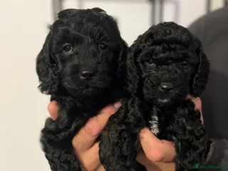 Cockapoo dogs Gorgeous miniature F1B Cockapoo puppies - Advert 11