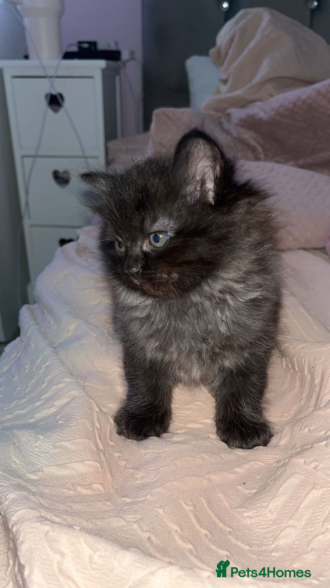 Persian cats for sale: Pershadoll’s 😍half Pershian half Ragdoll. - Image 5