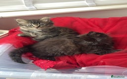 Persian cats for sale: Persian x  - Image 5