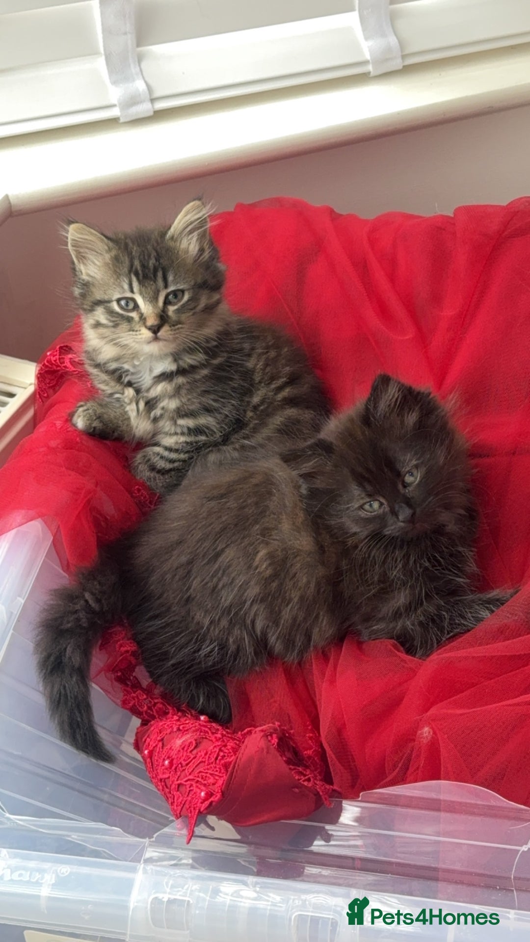 Persian cats for sale: Persian x  - Image 5