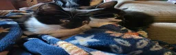 Mixed Breed cats for sale: Confident Kittens ready for new homes in Bathgate - Advert 4