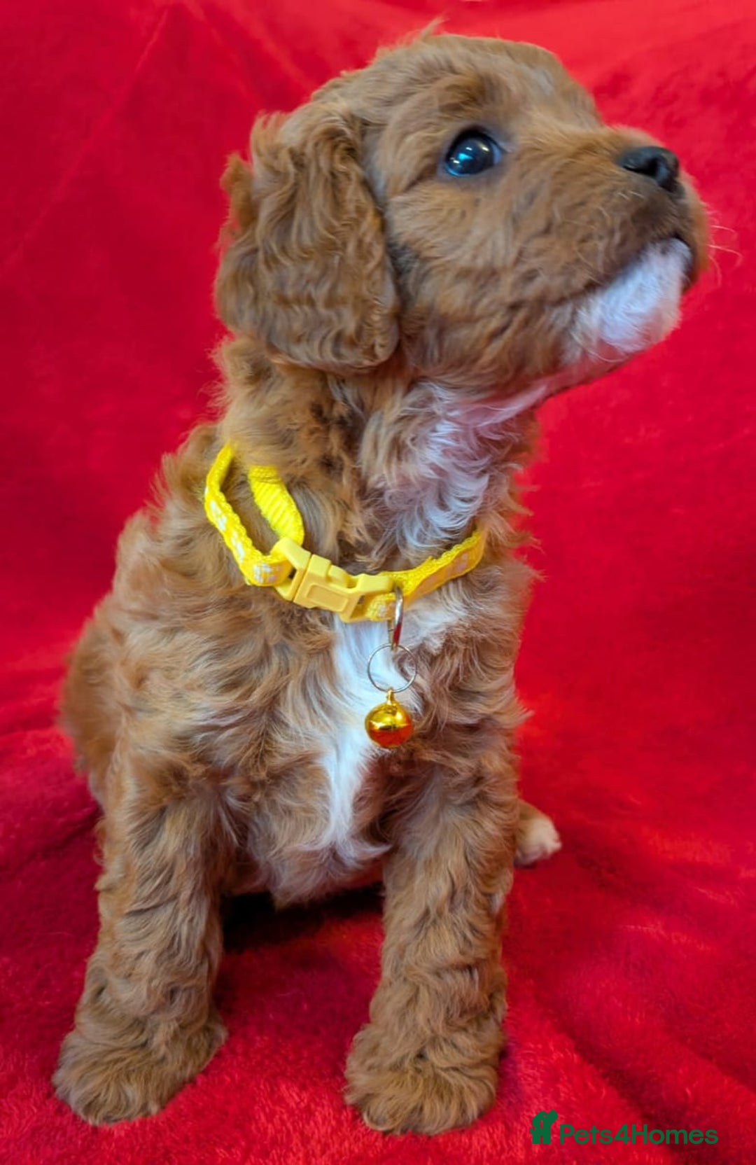 Cavapoo dogs for sale: F2 Cavapoo, Dog breeding license - Advert 24