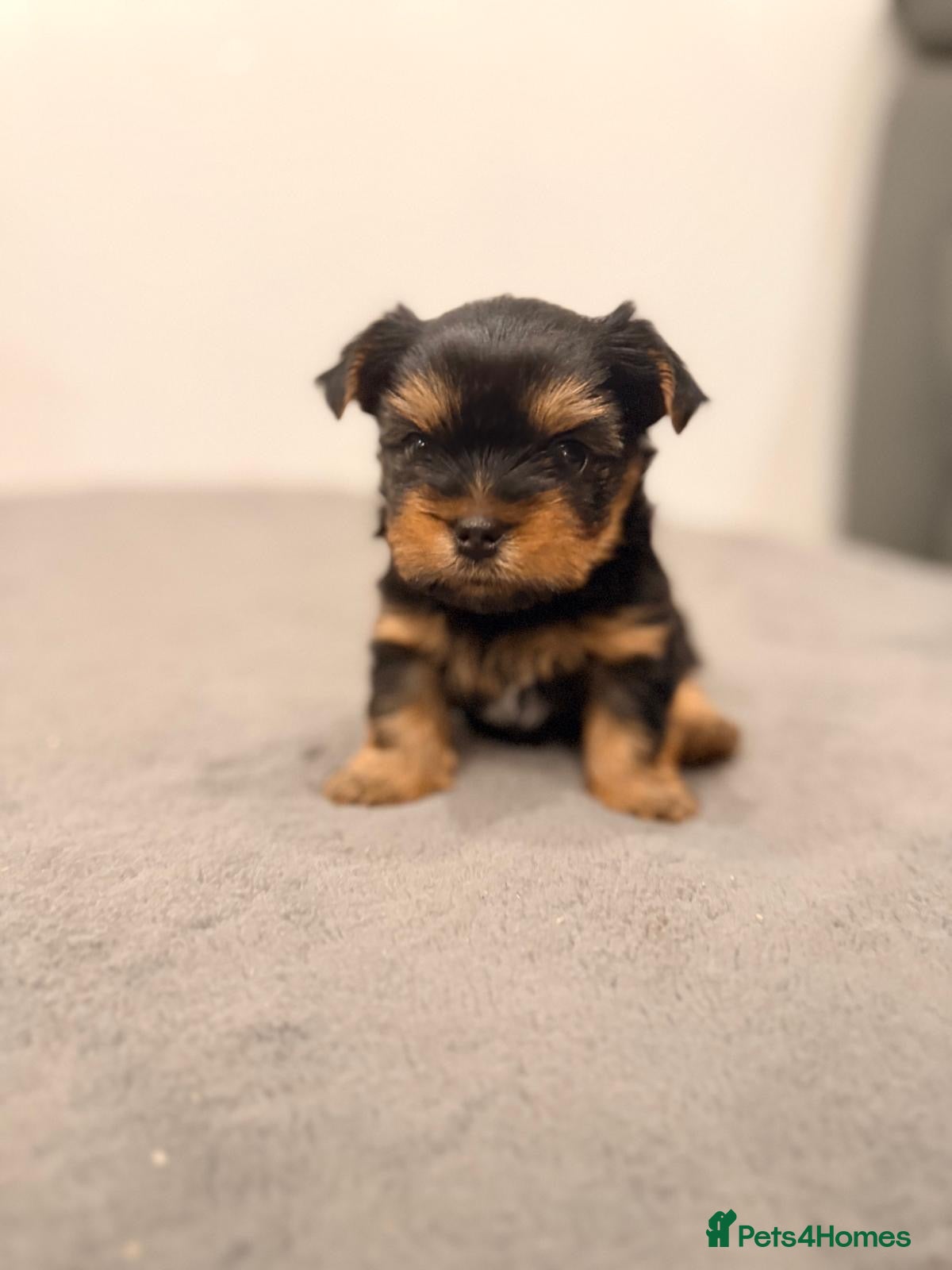 Yorkshire Terrier dogs Beautiful handsome🐶 Yorkshire Terrier Boy - Advert 18