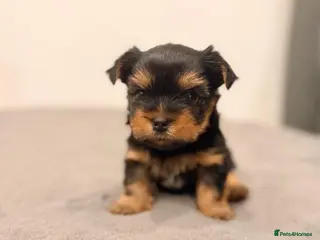 Yorkshire Terrier dogs Beautiful handsome🐶 Yorkshire Terrier Boy - Advert 18
