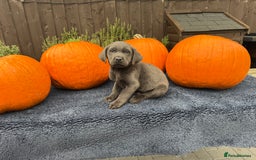 Labrador Retriever dogs for sale: stunning Lab Puppies Rare Colours & Family Raised - Image 23