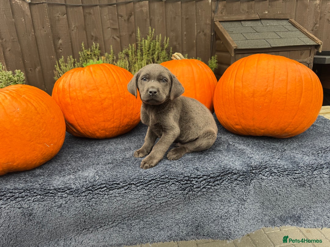 Labrador Retriever dogs for sale: stunning Lab Puppies Rare Colours & Family Raised - Image 23