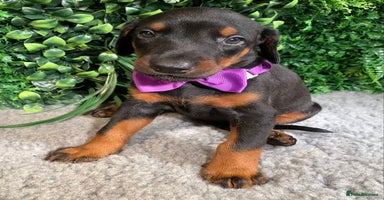 Dobermann dogs - Advert 5