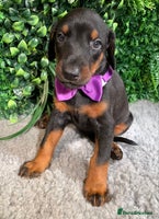 Dobermann dogs - Advert 2