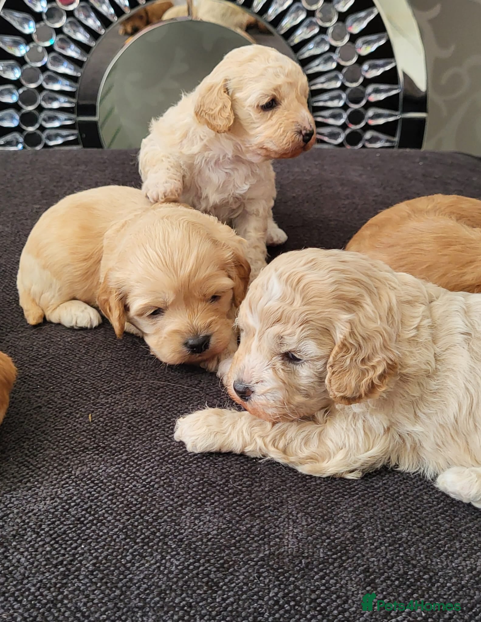 Cavapoo dogs 5 beautiful F1B Cavapoo puppies  - Advert 4