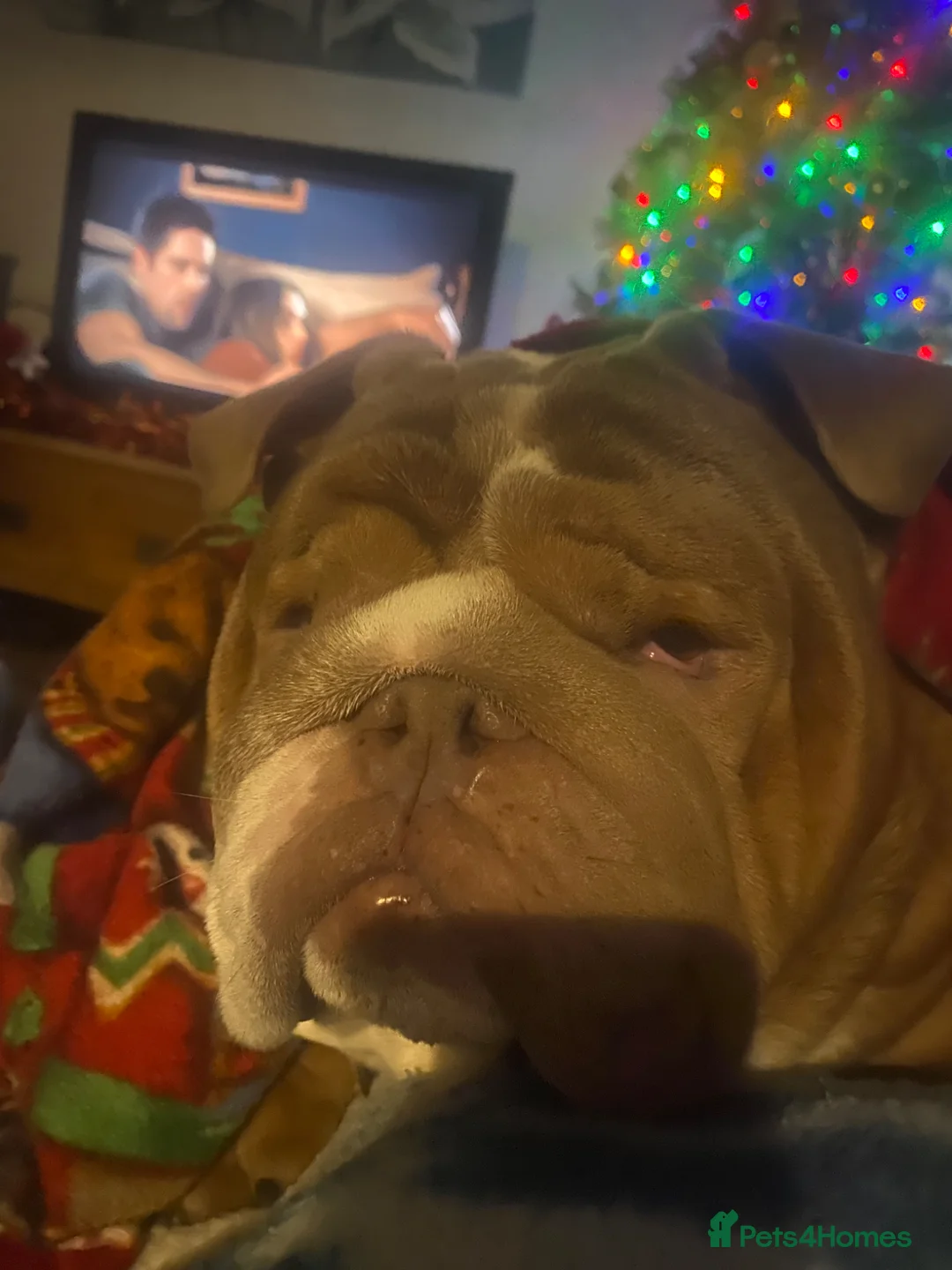 English Bulldog dogs for stud: Master - Advert 2