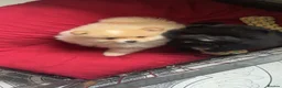 Pomeranian dogs for sale: AMAZING POMERANIAN TEDDY BEAR  in Smethwick - Advert 2