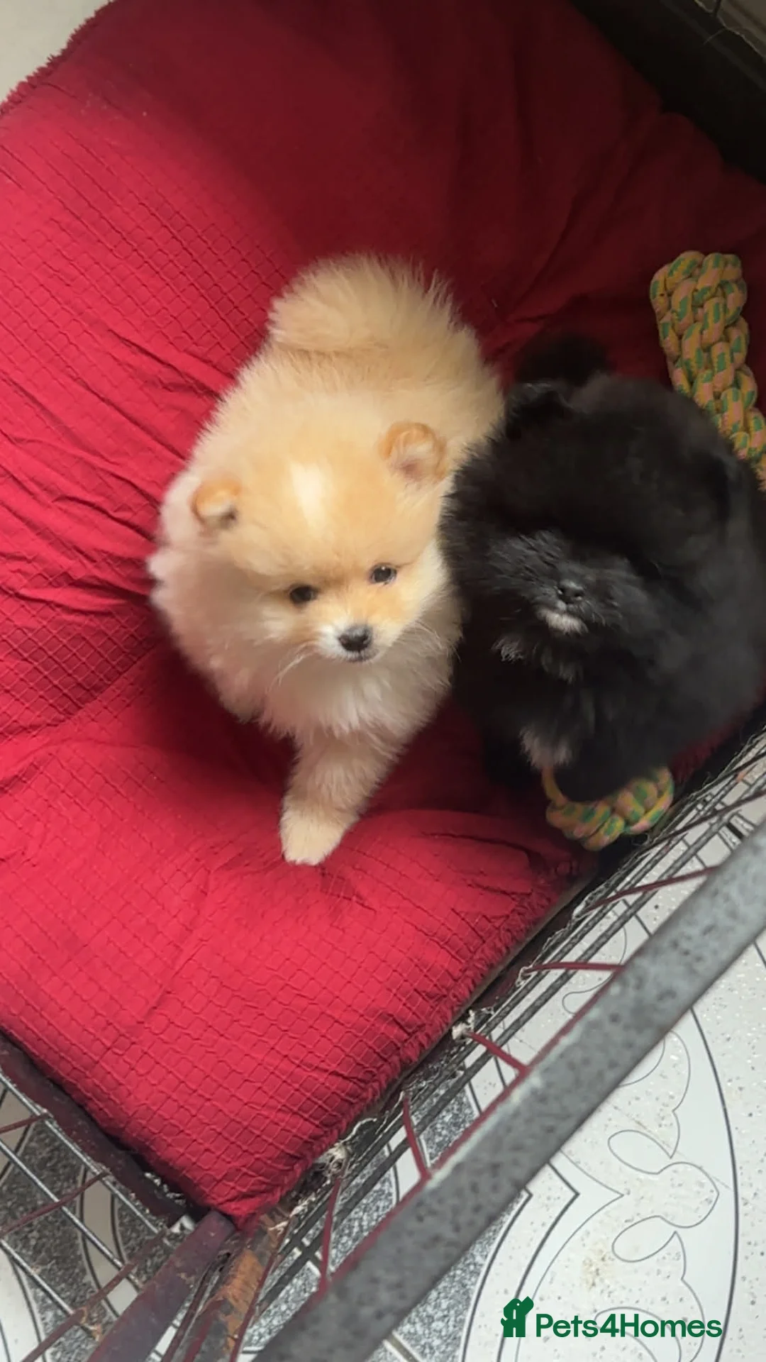 Pomeranian dogs for sale: AMAZING POMERANIAN TEDDY BEAR  in Smethwick - Advert 2