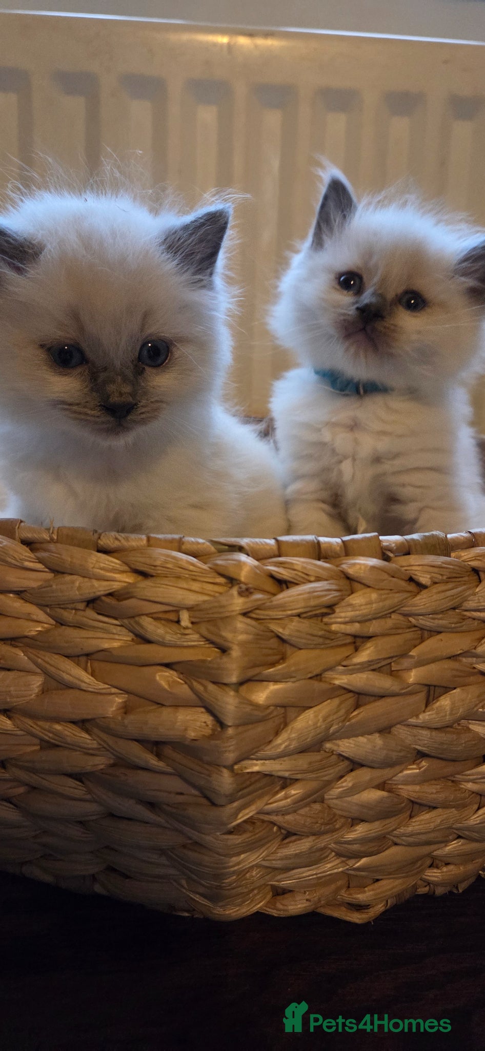 Ragdoll cats Ragdoll blue point kittens - Advert 2