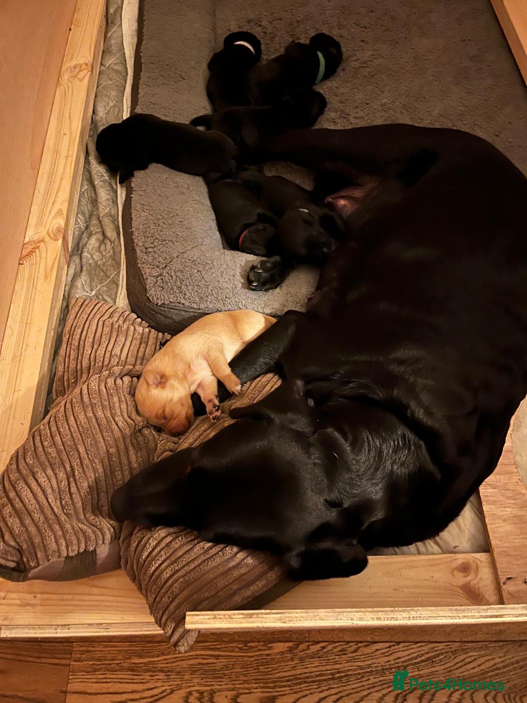 Labrador Retriever dogs for sale: Labrador Puppys ready for homes now - Advert 10