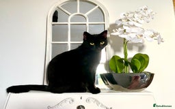 Domestic Shorthair cats for sale: Pretty Black Female Cat - Image 1