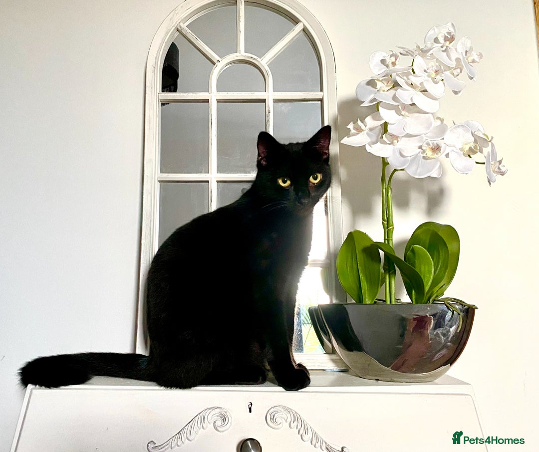 Domestic Shorthair cats for sale: Pretty Black Female Cat - Image 1