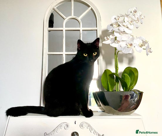 Domestic Shorthair cats - Advert 5