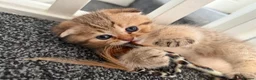 Scottish Fold cats for sale: Stunning Scottish fold kittens - Advert 9