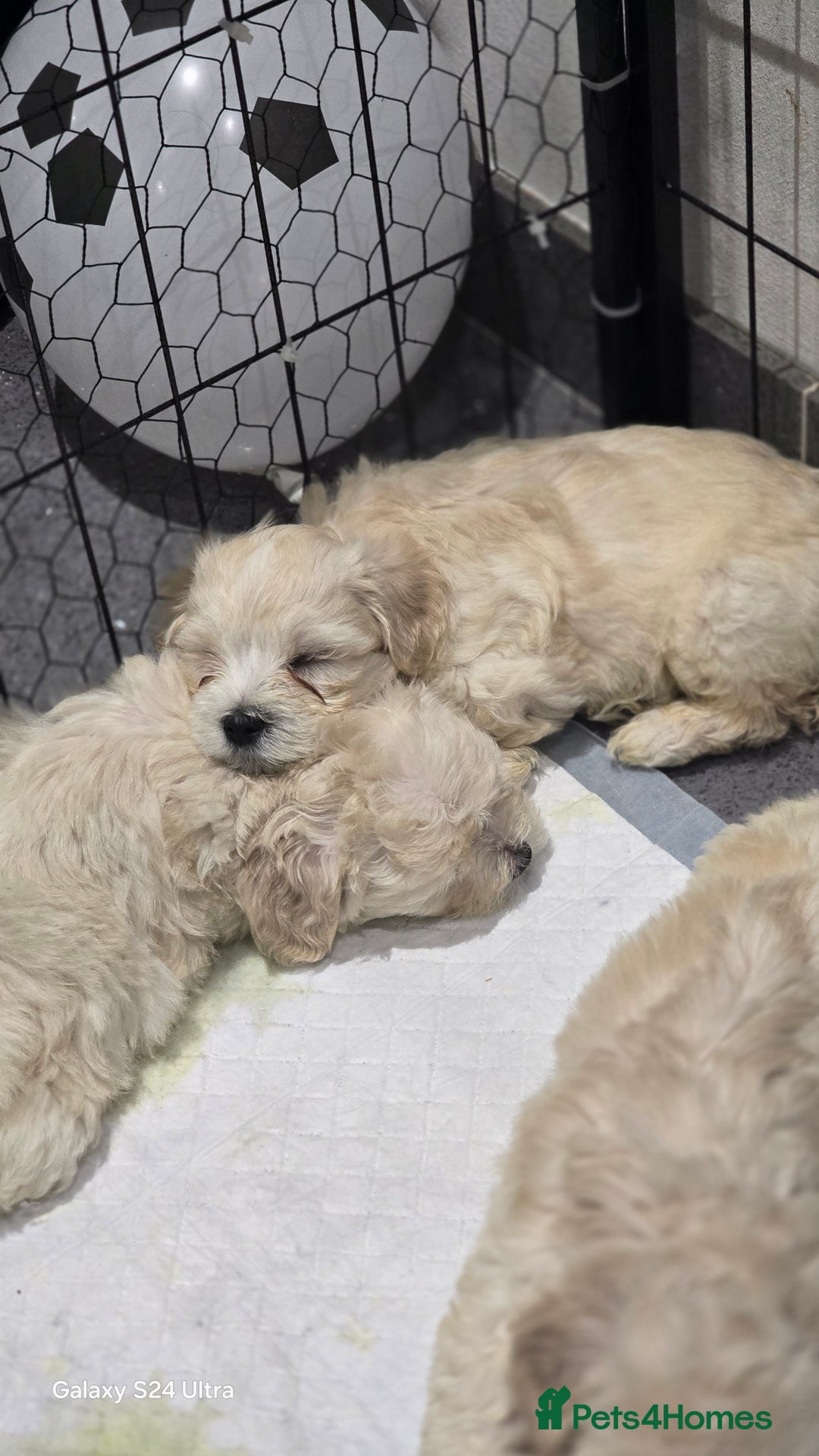 Bichon Frise dogs for sale:  Adorable Bichon puppies 🐶 🩷🩷🩷 - Advert 6