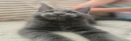 Maine Coon cats for sale: Blue Maine Coon tica registered  - Advert 8