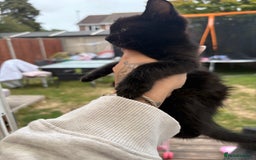 Domestic Shorthair cats for sale: Black kitties available to go  - Image 5