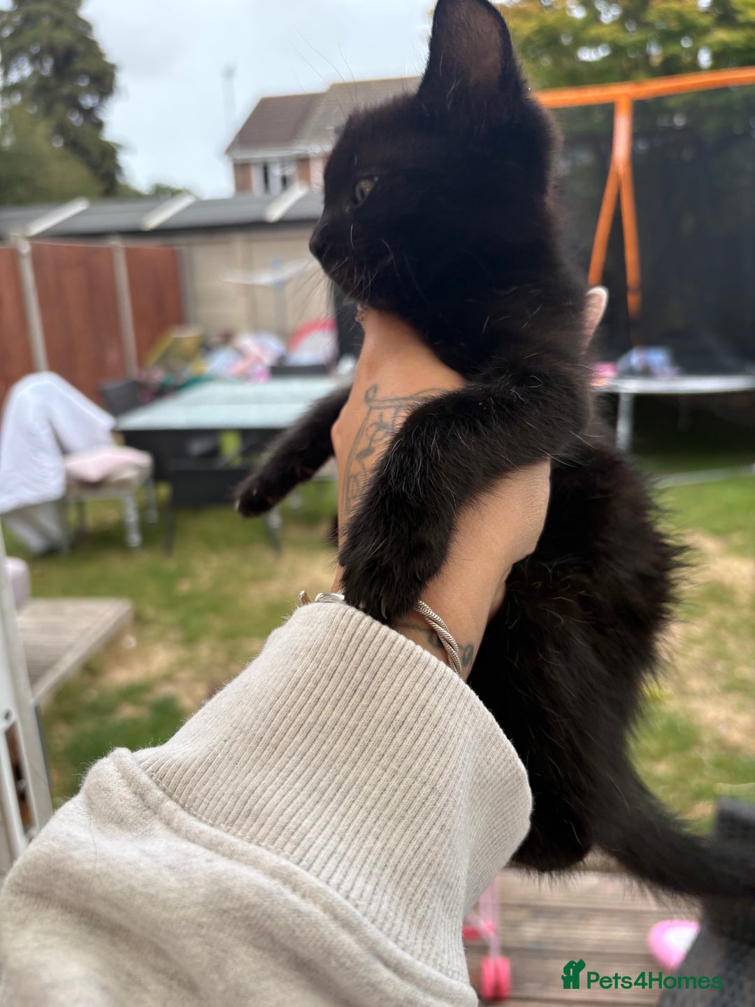 Domestic Shorthair cats for sale: Black kitties available to go  - Image 5