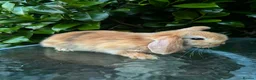 Mini Lop rabbits for sale: Mini lop, holland lop, netherland dwarf - Advert 13