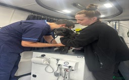 Cane Corso dogs for sale: CLOSING ADVERT ONCE REVIEWS ARE MADE - Advert 20