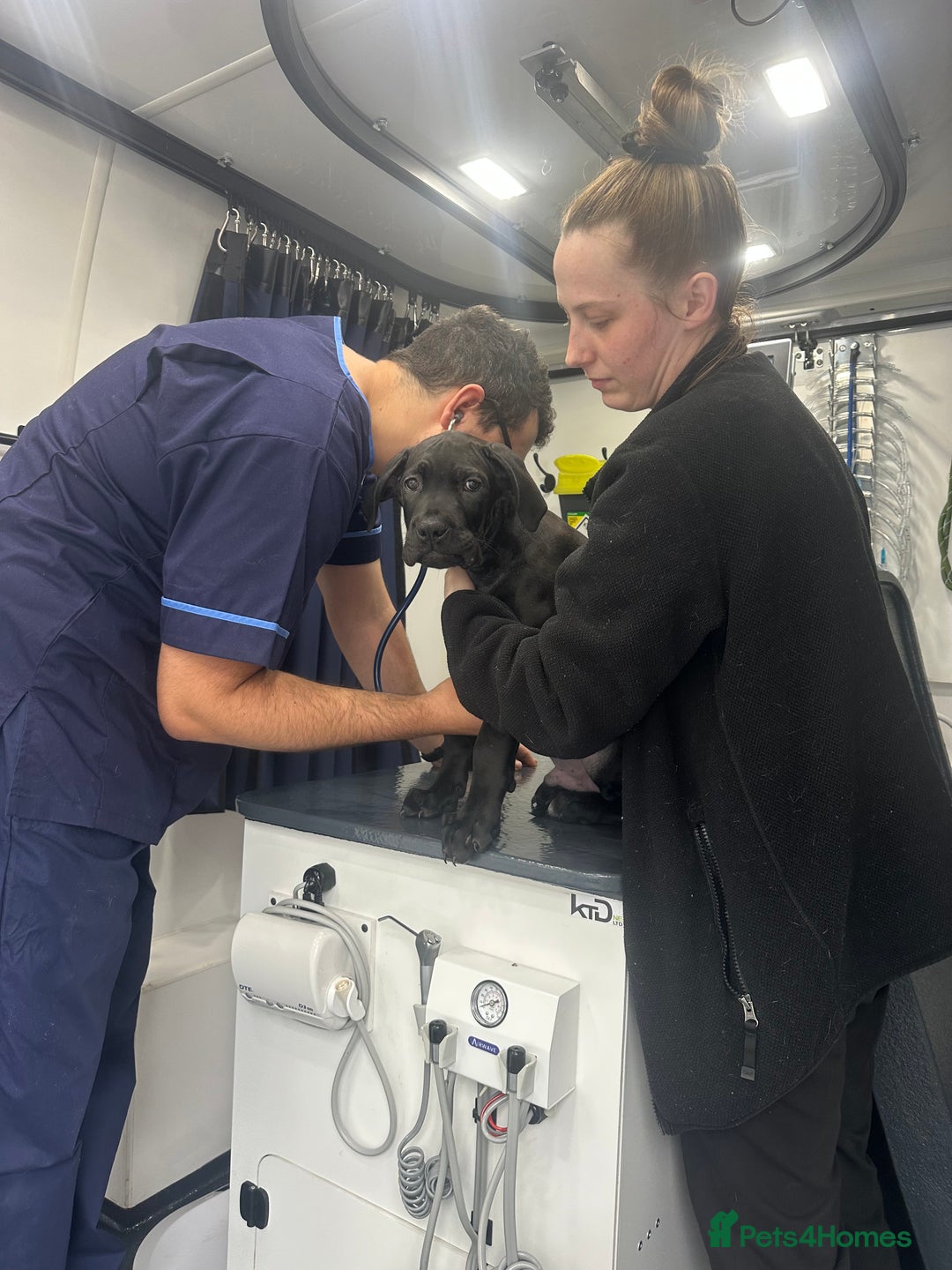 Cane Corso dogs for sale: CLOSING ADVERT ONCE REVIEWS ARE MADE - Advert 20