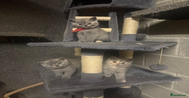 British Shorthair cats - Advert 4