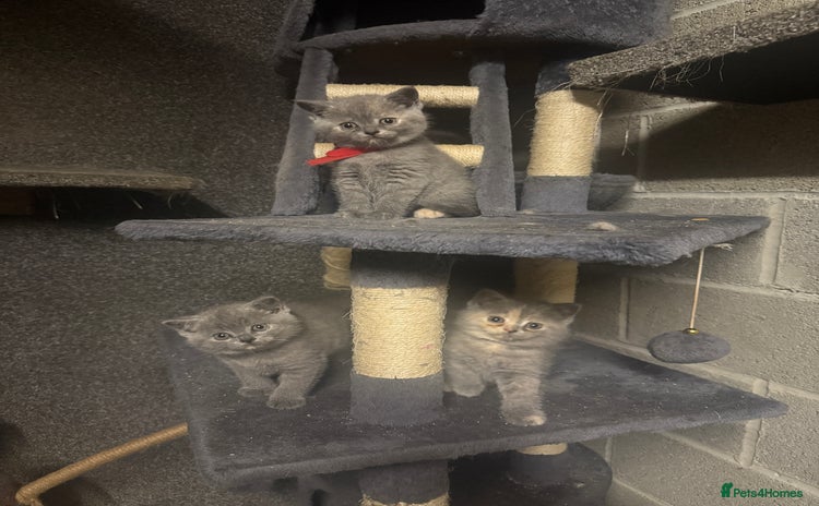 British Shorthair cats - Advert 2