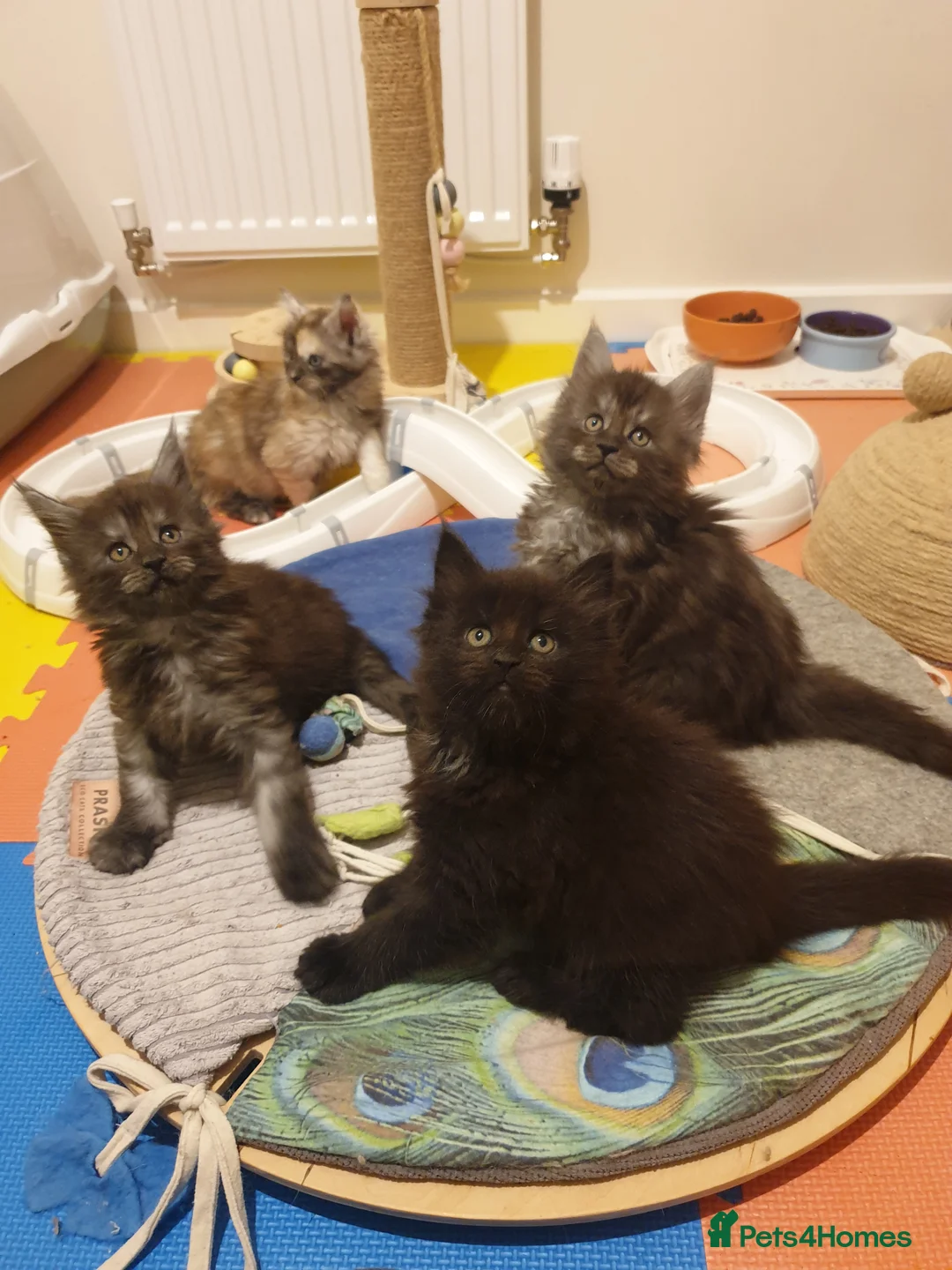 Maine Coon cats for sale: Maine coon kittens  - Advert 20