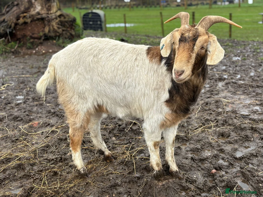 Goats livestock for sale: Pet goats - Advert 2