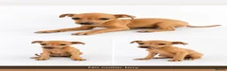 Italian Greyhound dogs for sale: Stunning Italian Greyhound Puppies  in Aylesford - Advert 4